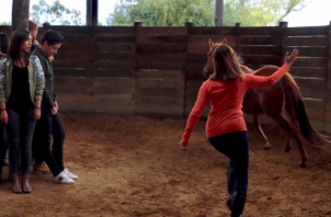 horse