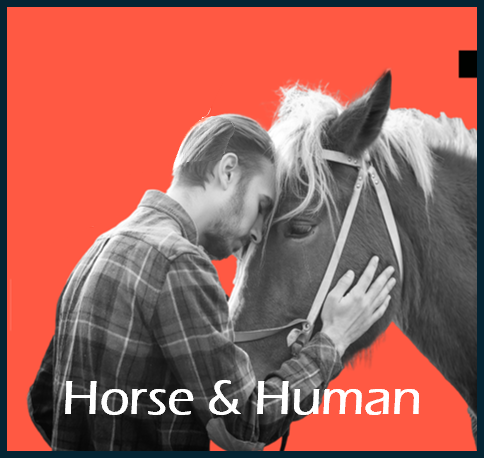 horse2